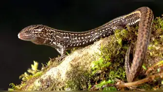 Hallan nueva especie de lagartija en zona boscosa de Cajamarca