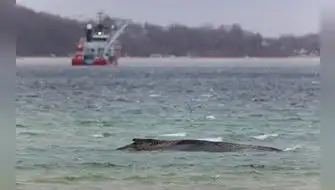 Ballena Timmy es liberada en el mar del Norte tras múltiples intentos