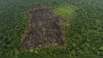 Pérdida de bosques tropicales cae un 36% en el 2025