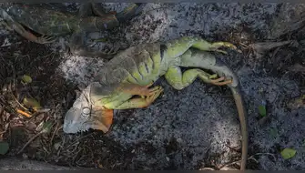 Iguanas caen desmayadas de los árboles en Estados Unidos