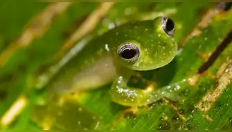 Ranas de cristal son amenazadas por el cambio climático