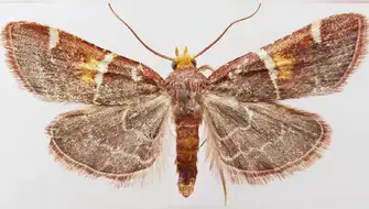 Pyralis papaleonei: la polilla bautizada en honor al papa