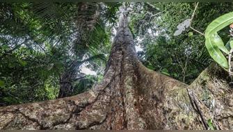 Reconocen dos shihuahuacos patrimoniales para proteger la Amazonía
