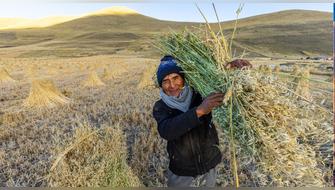 Antapaccay impulsa desarrollo agropecuario de más de 3.000 productores en Espinar