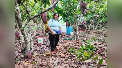 Productores de cacao promueven sostenibilidad agrícola Productores de cacao promueven sostenibilidad agrícola