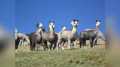 Día nacional de la alpaca: Perú es el primer productor mundial de fibra de alpaca Día nacional de la alpaca: Perú es el primer productor mundial de fibra de alpaca