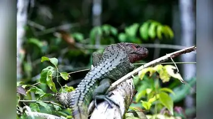 Loreto: Proyecto busca conservar fauna silvestre del Putumayo Loreto: Proyecto busca conservar fauna silvestre del Putumayo