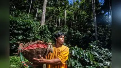 Cultivo sostenible beneficia a comunidades amazónicas Cultivo sostenible beneficia a comunidades amazónicas