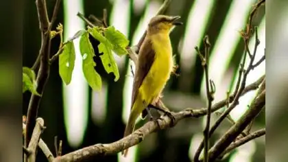 Perú cuenta con 14 nuevas especies de aves Perú cuenta con 14 nuevas especies de aves
