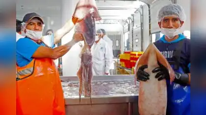 Calamar gigante en la mira de los investigadores Calamar gigante en la mira de los investigadores