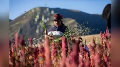 Destinan S/ 168 millones para garantizar agricultura sostenible Destinan S/ 168 millones para garantizar agricultura sostenible