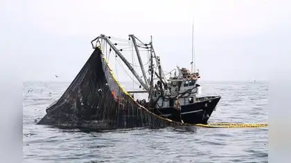 Estudio confirma los enormes daños de la pesca incidental Estudio confirma los enormes daños de la pesca incidental