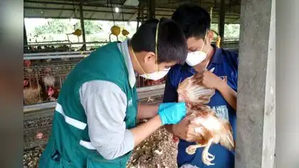 Senasa lanza medidas para evitar la gripe aviar Senasa lanza medidas para evitar la gripe aviar