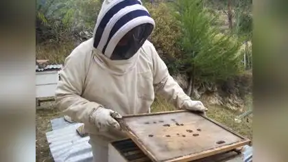 Mujeres salvan de morir a millones de abejas en Cajamarca Mujeres salvan de morir a millones de abejas en Cajamarca