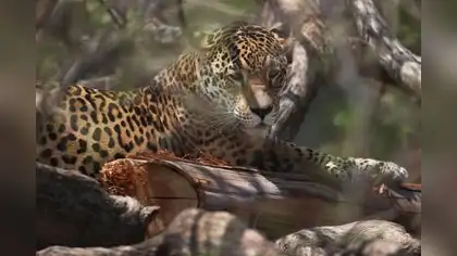 Fauna silvestre del mundo se redujo en un 70% Fauna silvestre del mundo se redujo en un 70%
