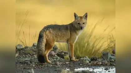 Zorro andino es rescatado y regresado a la naturaleza Zorro andino es rescatado y regresado a la naturaleza