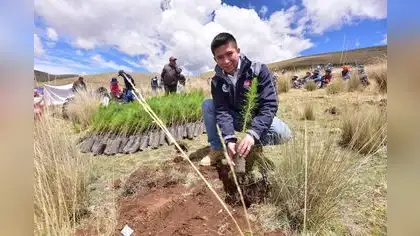 Implementarán plantaciones forestales en cinco regiones del país Implementarán plantaciones forestales en cinco regiones del país