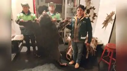 Intervienen local por exhibir 14 pieles de animales silvestres Intervienen local por exhibir 14 pieles de animales silvestres