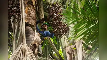 Amazonía: Bionegocios impulsan conservación y desarrollo sostenible Amazonía: Bionegocios impulsan conservación y desarrollo sostenible