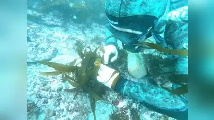 Científicos peruanos siembran algas en mar de Pucusana Científicos peruanos siembran algas en mar de Pucusana