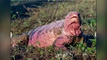 Ecuador: Nuevas investigaciones buscan conservar la iguana rosada