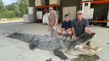 EE.UU.: Florida autoriza caza controlada de sus caimanes