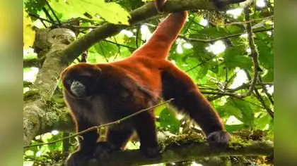 Perú lidera acciones para proteger al mono coro de cola amarilla