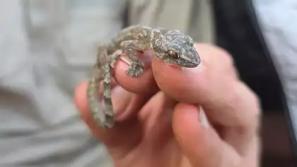 Redescubren a reptil que se creía extinto hace 34 años