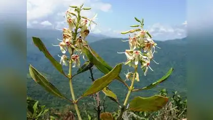 Ecuador: Hallan nueva especie de árbol en Cordillera del Cóndor Ecuador: Hallan nueva especie de árbol en Cordillera del Cóndor
