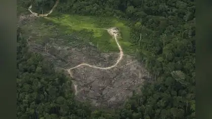 Amazonía peruana padece por cuatro zonas críticas de deforestación Amazonía peruana padece por cuatro zonas críticas de deforestación