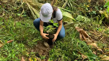 Buscan restaurar 2 mil hectáreas de bosques afectados por incendios