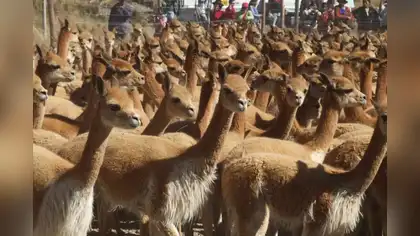 Perú alcanza récord en población de vicuñas a nivel nacional Perú alcanza récord en población de vicuñas a nivel nacional