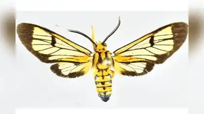 Descubren cuatro nuevas especies de polillas en Perú Descubren cuatro nuevas especies de polillas en Perú