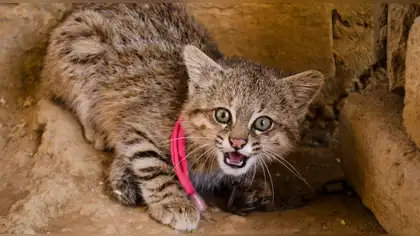 Gato de los pajonales retorna a su hábitat natural en Ayacucho Gato de los pajonales retorna a su hábitat natural en Ayacucho
