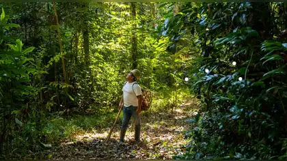 El milagro de la castaña en Madre de Dios que sostiene a 20 mil familias y blinda la Amazonía El milagro de la castaña en Madre de Dios que sostiene a 20 mil familias y blinda la Amazonía
