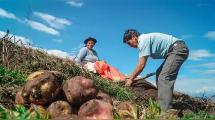 Instalan material genético para conservar papa nativa en Apurímac