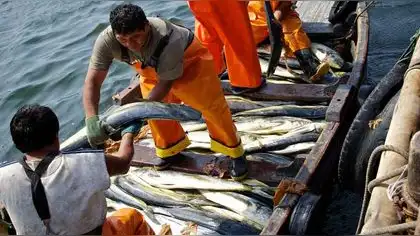Comercio de pescado esparce «sustancias químicas eternas» por el mundo Comercio de pescado esparce «sustancias químicas eternas» por el mundo