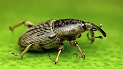 Crean dispositivo capaz de repeler temida plaga del plátano