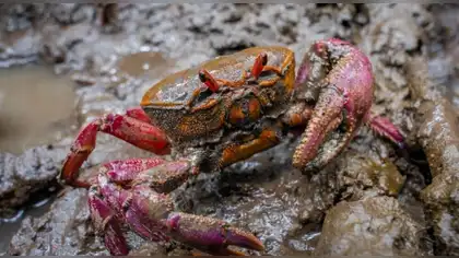 Tumbes inicia la veda de cangrejo del manglar Tumbes inicia la veda de cangrejo del manglar