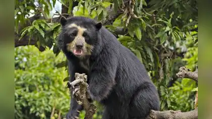 Perú: Esfuerzos ambientales se centrarán en conservación de especies Perú: Esfuerzos ambientales se centrarán en conservación de especies