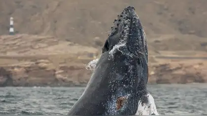 Perú inicia el seguimiento satelital de ballenas jorobadas para proteger su ruta migratoria Perú inicia el seguimiento satelital de ballenas jorobadas para proteger su ruta migratoria
