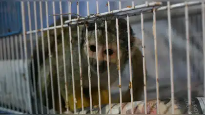 Refuerza operativos contra el tráfico ilegal de fauna silvestre Refuerza operativos contra el tráfico ilegal de fauna silvestre