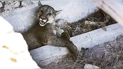 Fiscalía inicia investigación por muerte de puma en San Martín Fiscalía inicia investigación por muerte de puma en San Martín