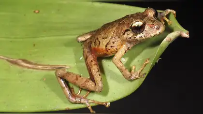 Ecuador: Descubren nuevas especies de ranas en la Cordillera del Cóndor Ecuador: Descubren nuevas especies de ranas en la Cordillera del Cóndor