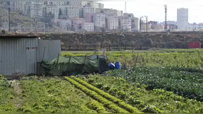 Barcelona pierde el 70% de su suelo agrícola cultivable