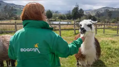 Colombia da enorme paso contra la explotación animal Colombia da enorme paso contra la explotación animal