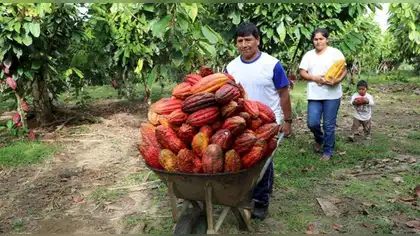 Comunidad nativa de Ucayali produce cacao sostenible y conserva bosques Comunidad nativa de Ucayali produce cacao sostenible y conserva bosques