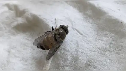 Ecuador: Descubren en la Amazonía una mosca que imita a las abejas para sobrevivir Ecuador: Descubren en la Amazonía una mosca que imita a las abejas para sobrevivir