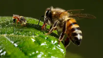 Costa Rica prohíbe el fipronil para proteger abejas y conservar la biodiversidad Costa Rica prohíbe el fipronil para proteger abejas y conservar la biodiversidad