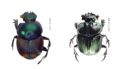 Naturaleza: Hallan seis nuevas especies de escarabajos en el Perú Naturaleza: Hallan seis nuevas especies de escarabajos en el Perú